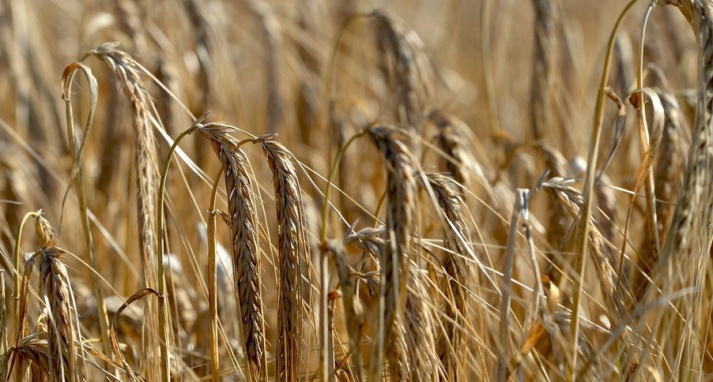 Türkei will ukrainisches Getreide auf dem Seeweg exportieren